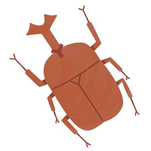 カブトムシ