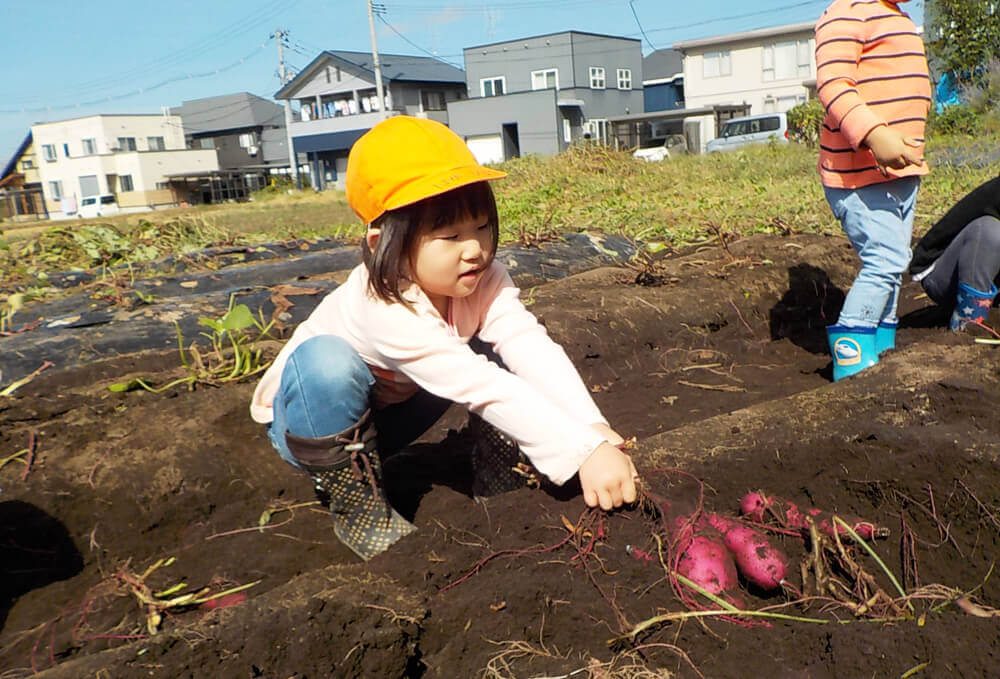 さつまいも掘り