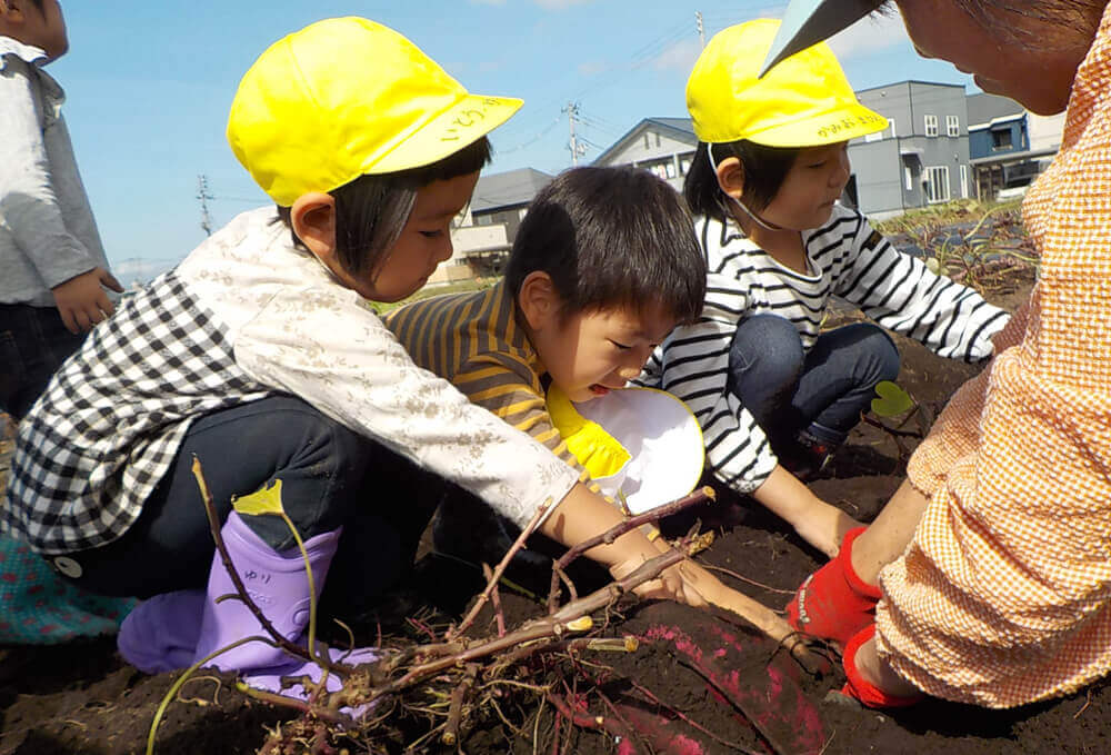 さつまいも掘り