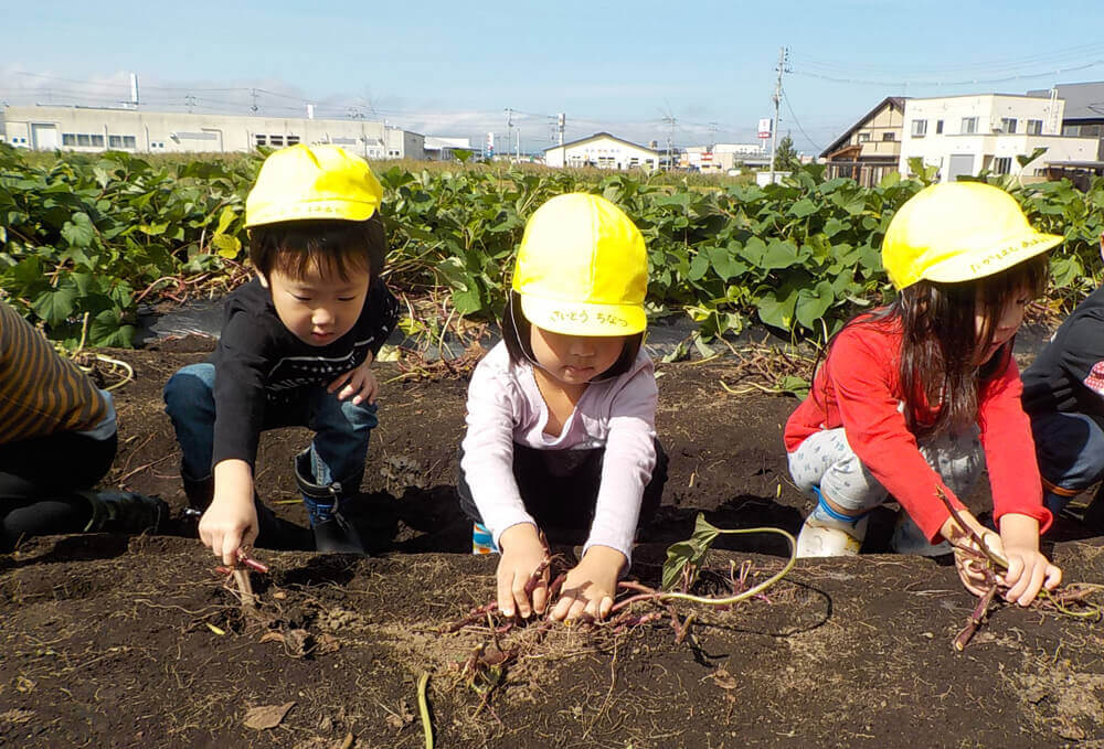 さつまいも掘り