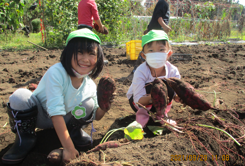 さつまいも掘り