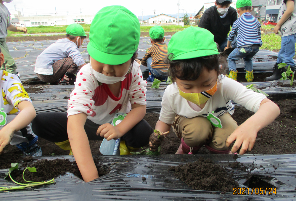 さつまいも苗植え